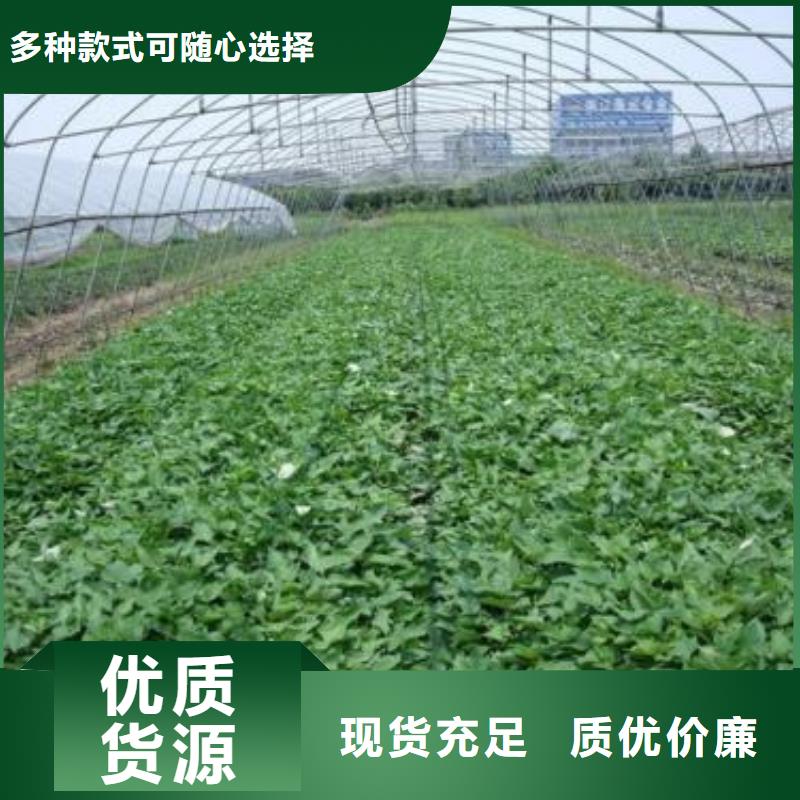 紫甘薯苗销售用心制造