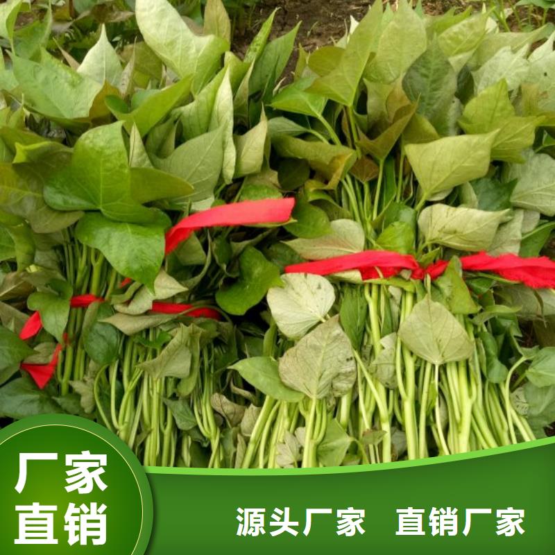 红薯苗（西瓜红）种植厂家好产品不怕比