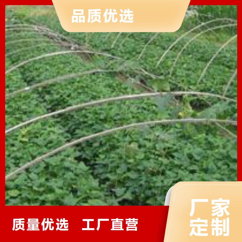 紫甘薯苗图片常年供应