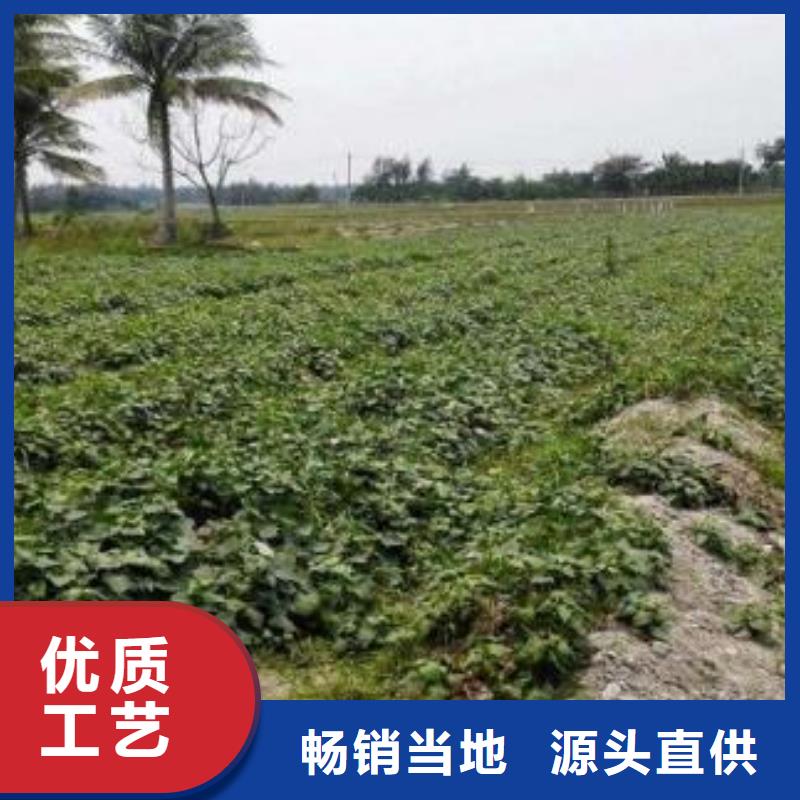 红薯苗（西瓜红）厂家价格全品类现货