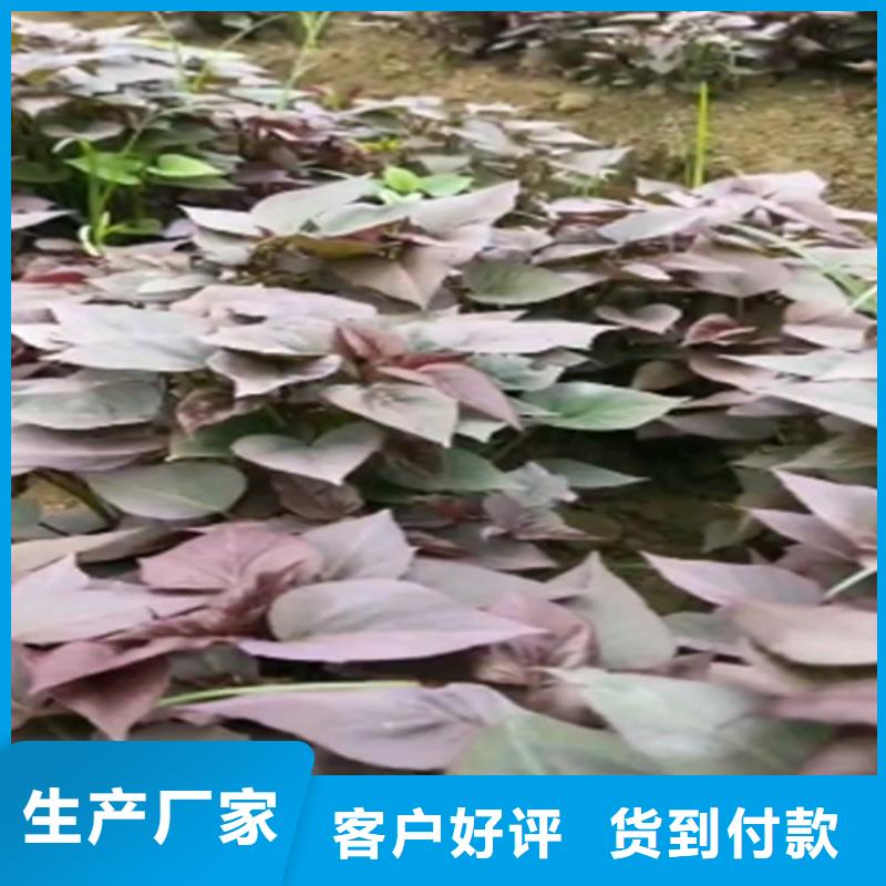鲜食型紫薯苗多少钱一棵当地制造商