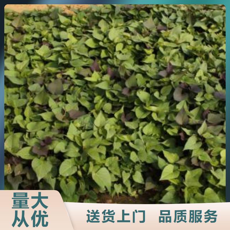 紫薯苗子批发销售本地厂家