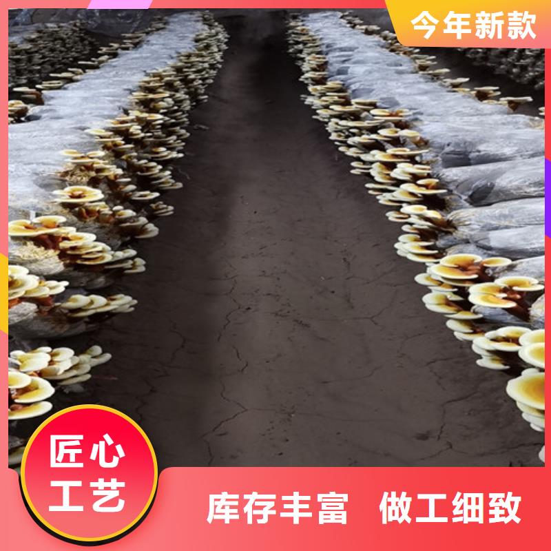 灵芝盆景批发-欢迎询价高品质诚信厂家