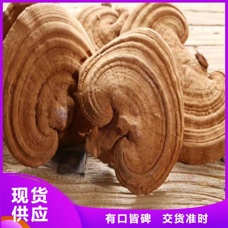 灵芝菌种生产厂家品质好才是硬道理