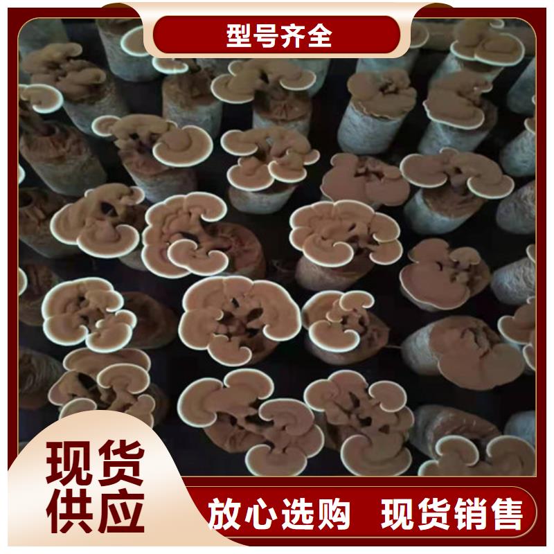灵芝多少钱当地供应商