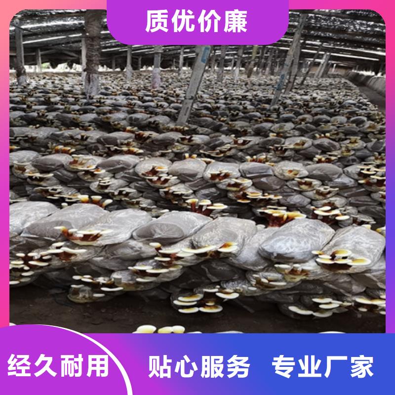 灵芝粉图片优质原料