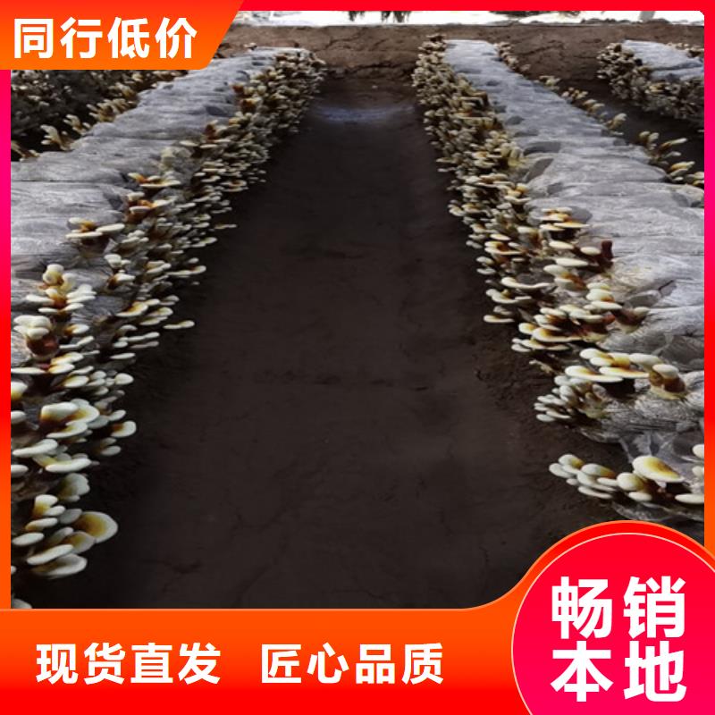 灵芝-灵芝现货专业设计