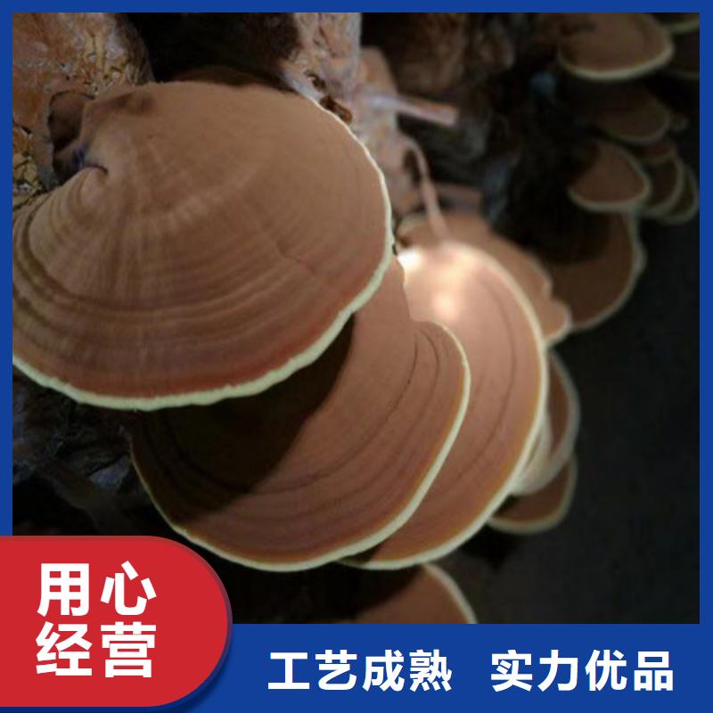 破壁灵芝孢子粉怎么样有实力有经验