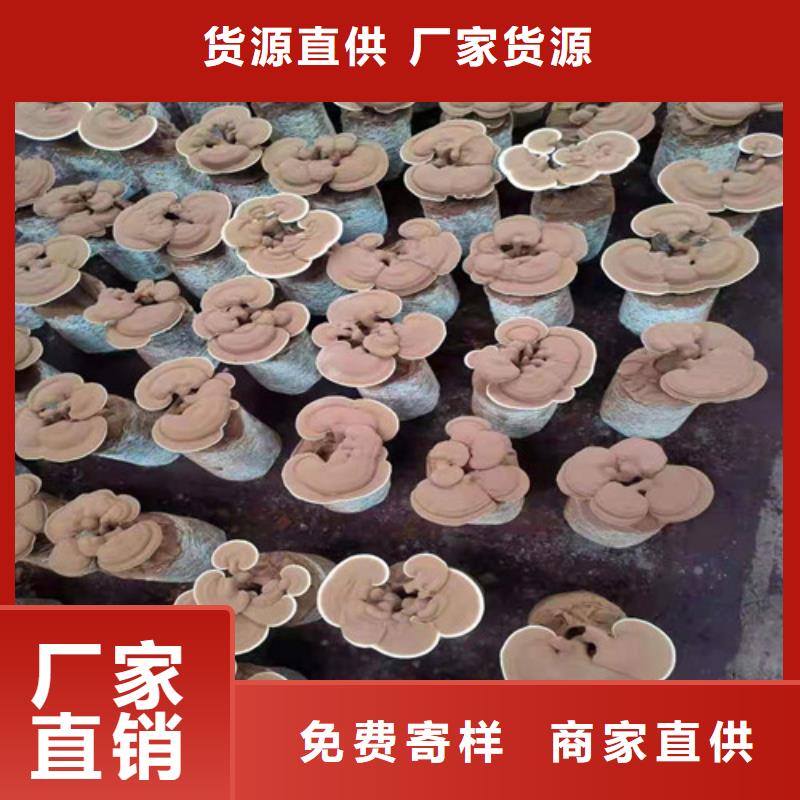 灵芝粉怎么吃好吃同城货源