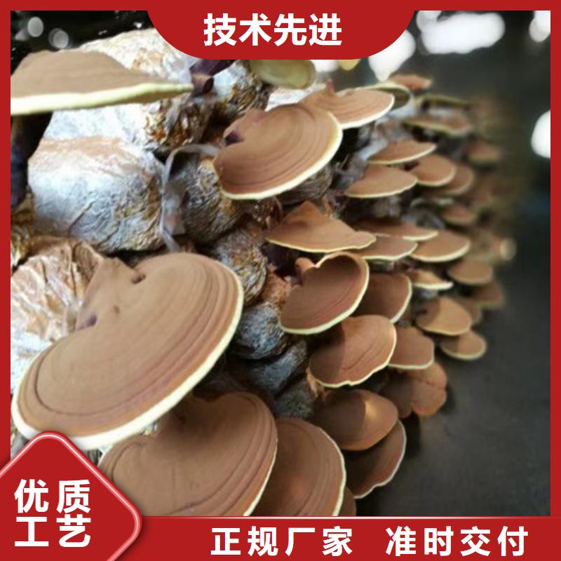 灵芝粉怎么吃好吃实力公司