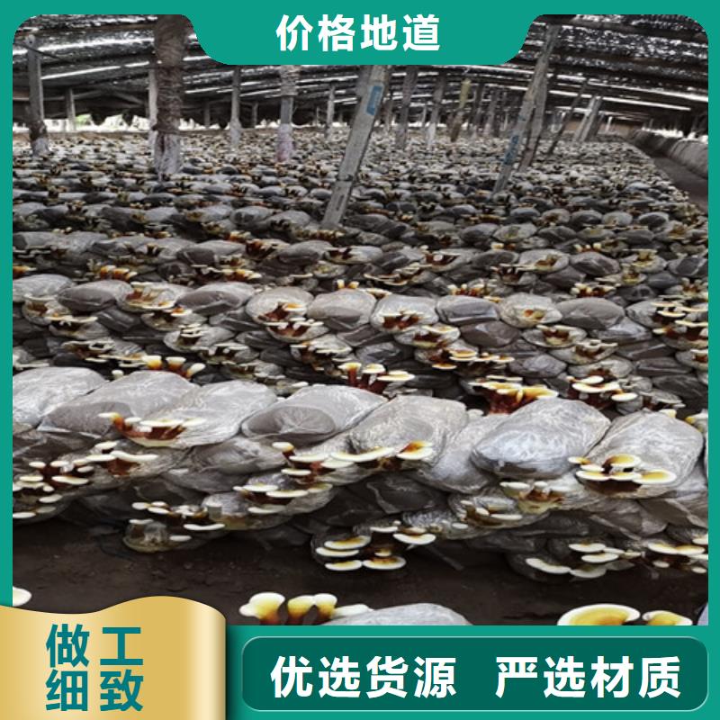 灵芝孢子粉价格实惠本地生产商