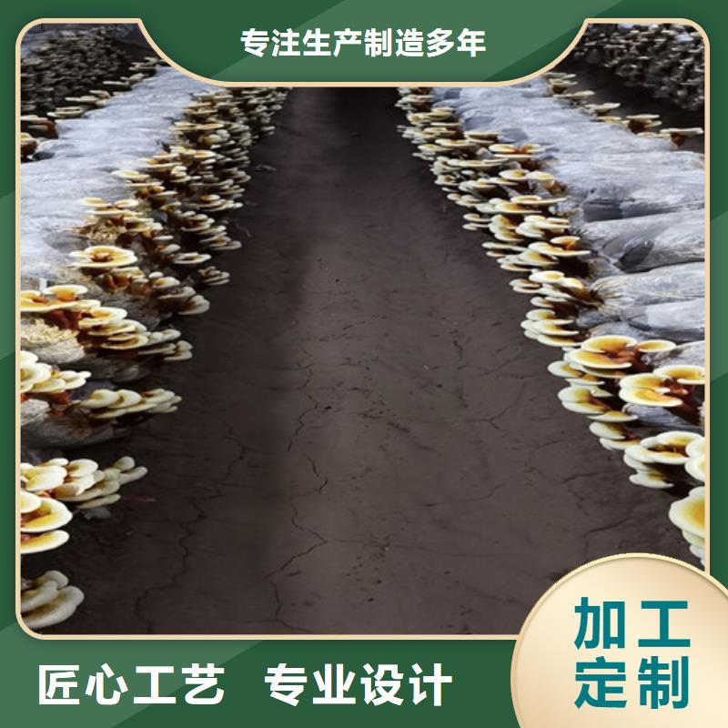 灵芝图片价格有优势