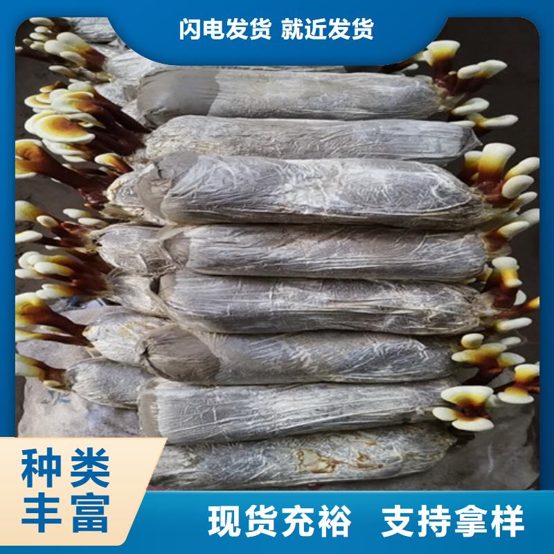 破壁灵芝孢子粉哪家好当地服务商