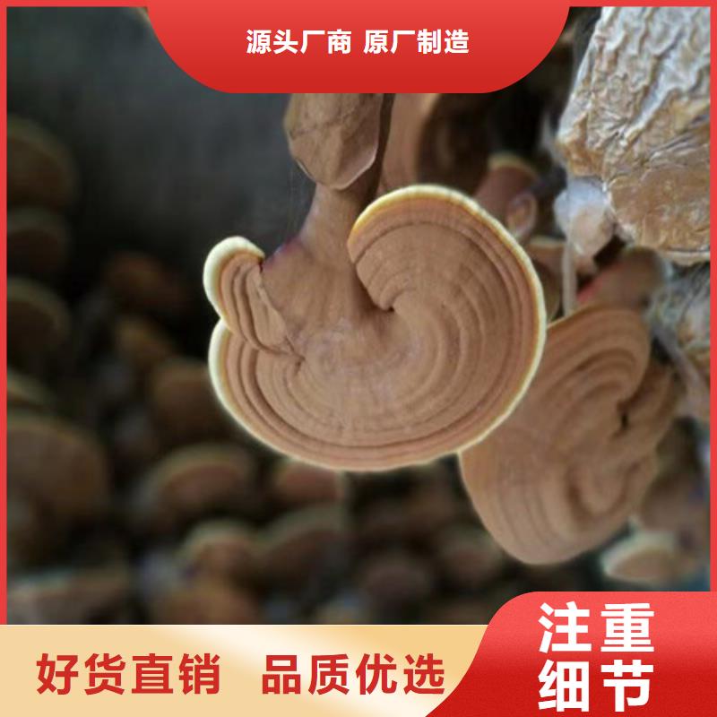灵芝片品质保障同城生产厂家