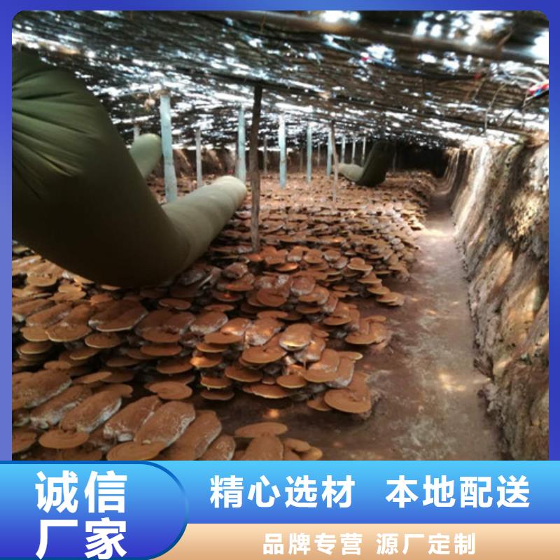 灵芝粉哪家好实力商家