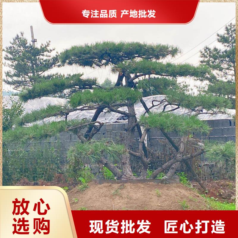 批发泰山松的厂家当地公司