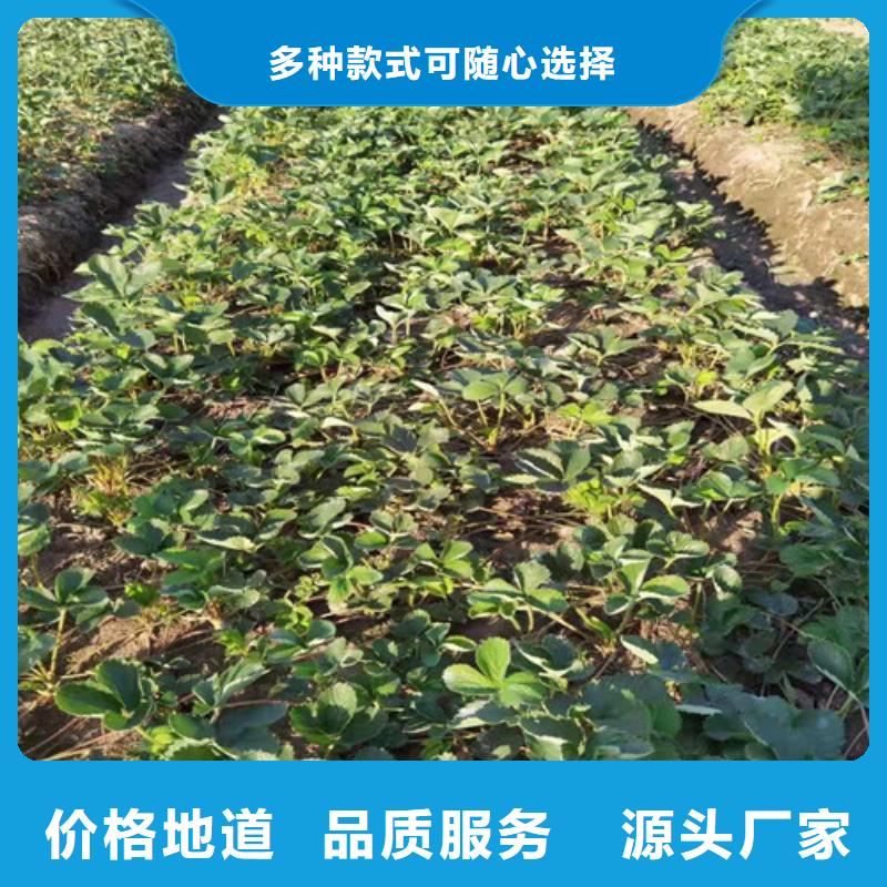 雪兔草莓生产苗本地制造商