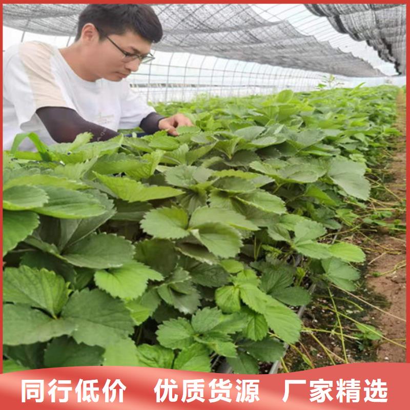 大青皮无花果树苗多少钱一颗主推产品