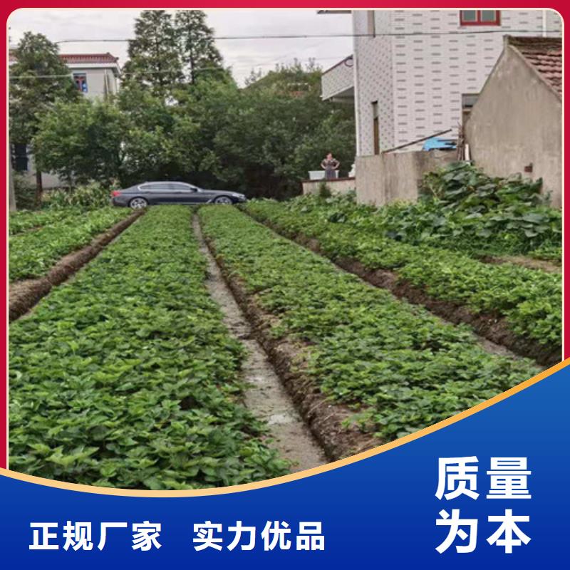 自治区红玉草莓苗多少钱一株本地货源