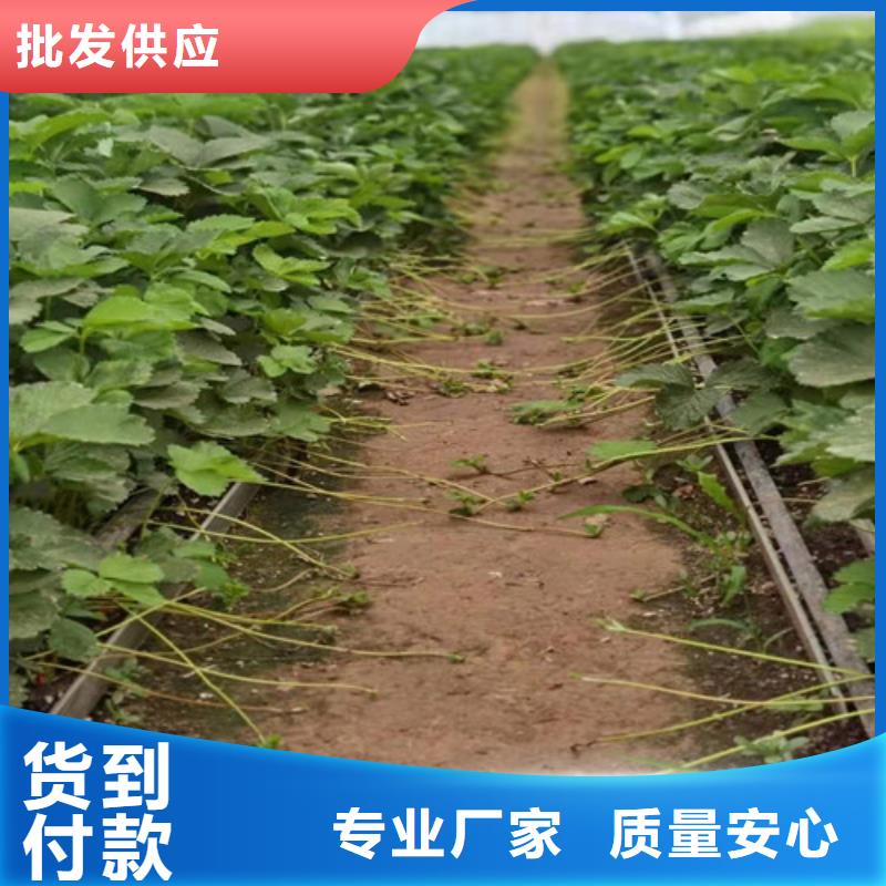 贵妃草莓苗哪里的数量大用品质赢得客户信赖