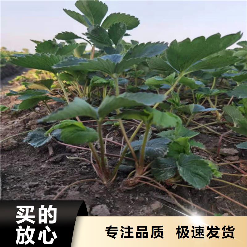甜查理草莓苗严格把关质量放心