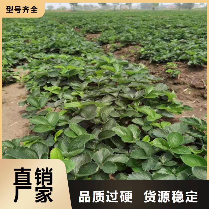 桃熏草莓苗产地货源