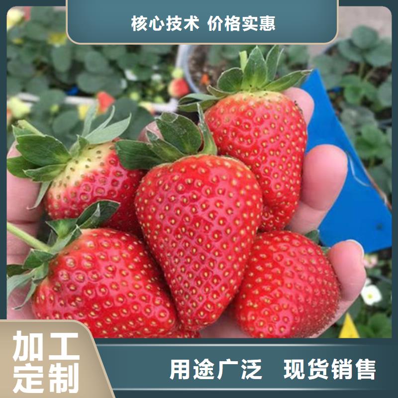奶油草莓苗当地公司