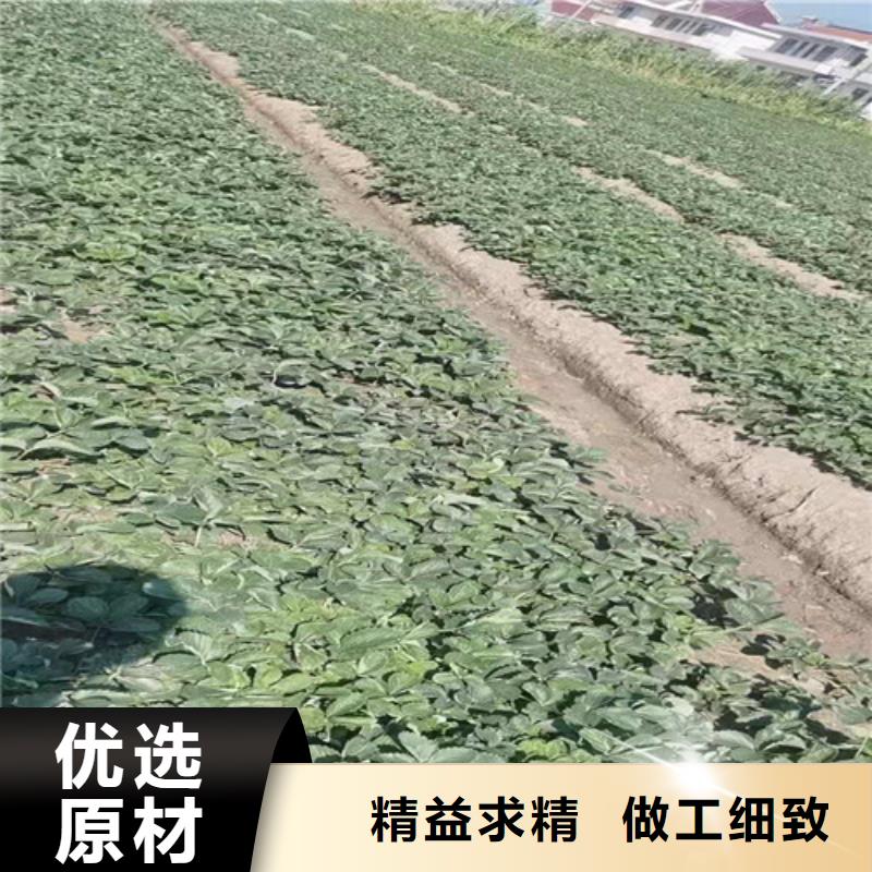 红颊草莓苗同城经销商