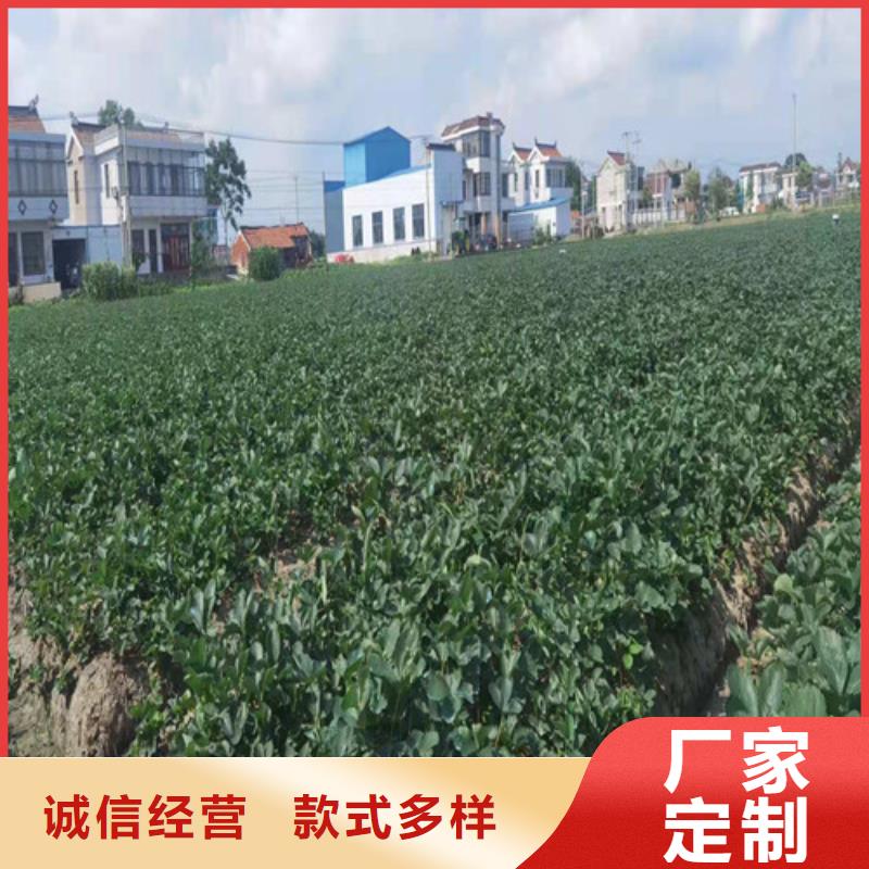 宝交早生草莓苗放心购