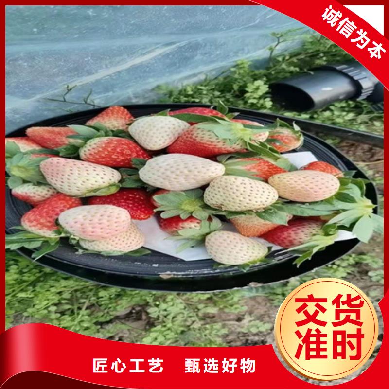 久香草莓苗求购厂家规格全