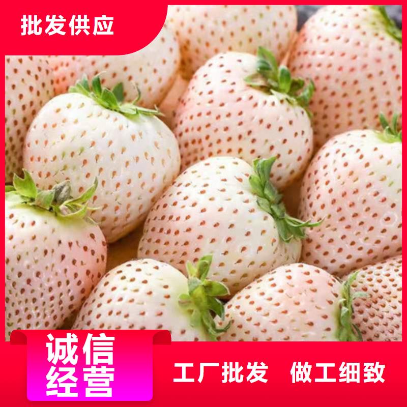 京郊小白草莓苗种植方法本地公司