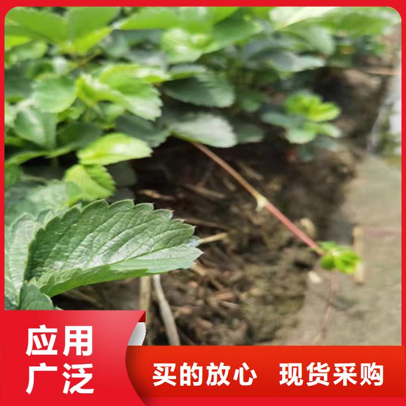 甜查理草莓苗好产品好服务