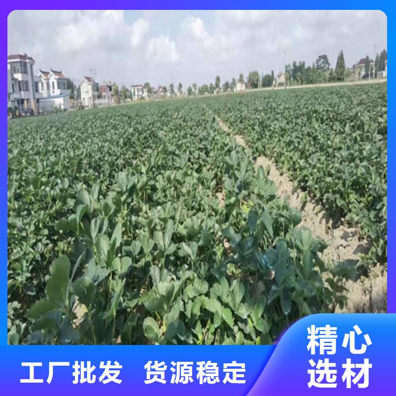 久香草莓苗厂家直销放心
