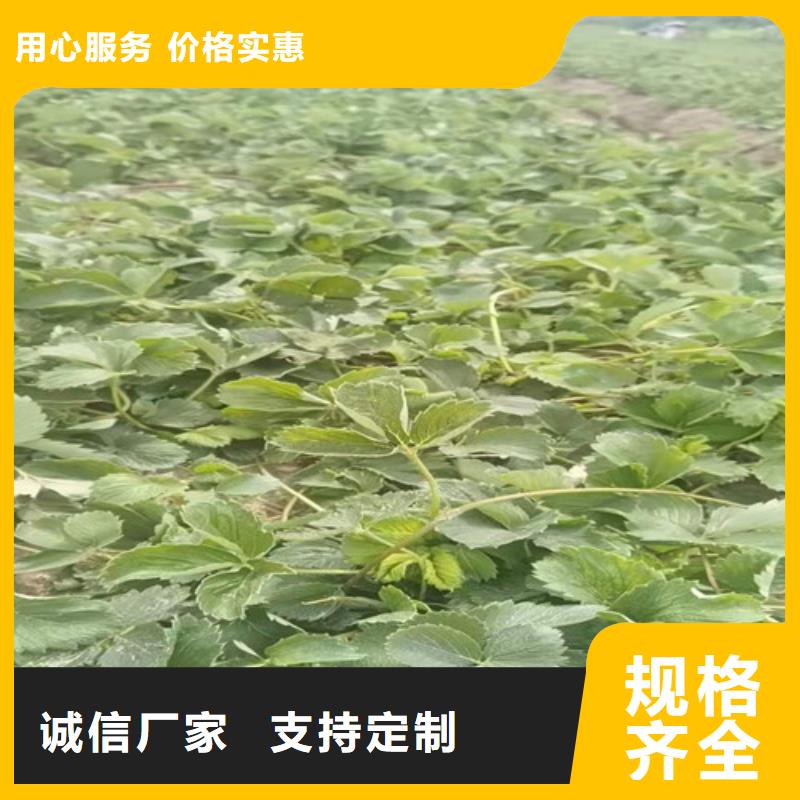 天仙醉草莓苗专注产品质量与服务