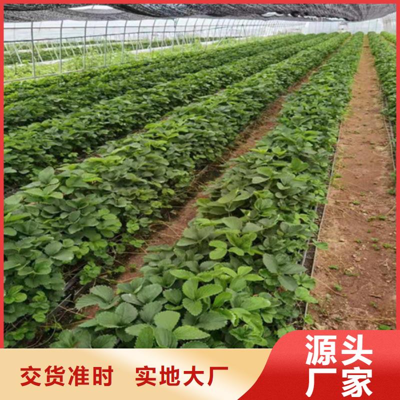 自治区妙香7号草莓苗管理方式真材实料