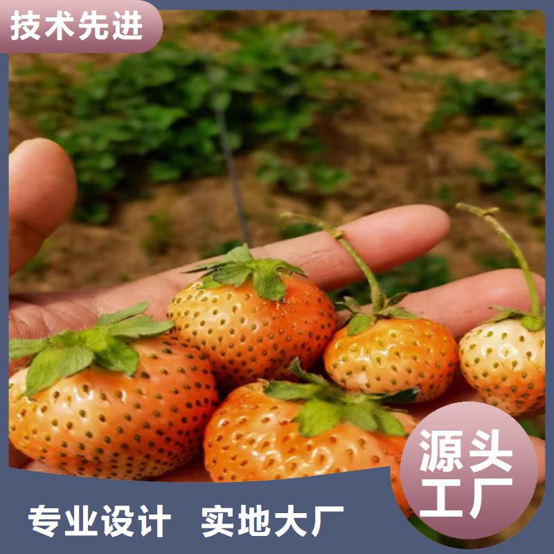 白雪公主草莓苗本地厂家值得信赖