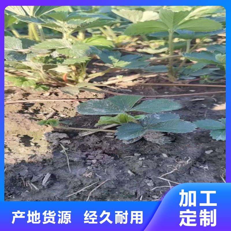 淡雪草莓苗当地经销商
