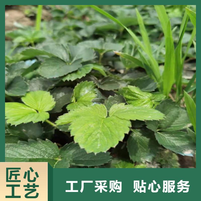 桃熏草莓苗高产品种库存齐全厂家直供