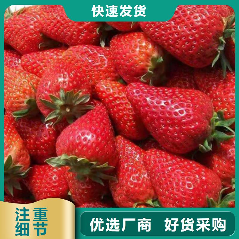 全明星草莓苗当地生产厂家