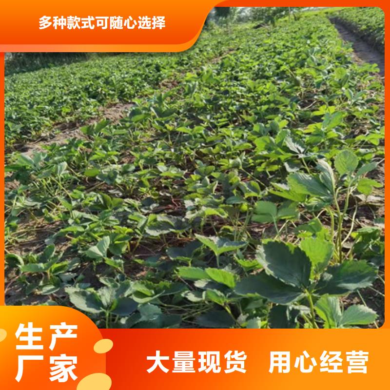 钻石草莓苗同城制造商