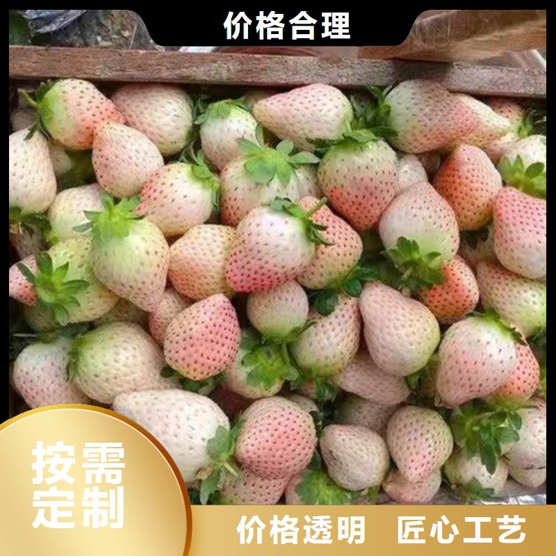 白雪公主草莓苗质量不佳尽管来找我