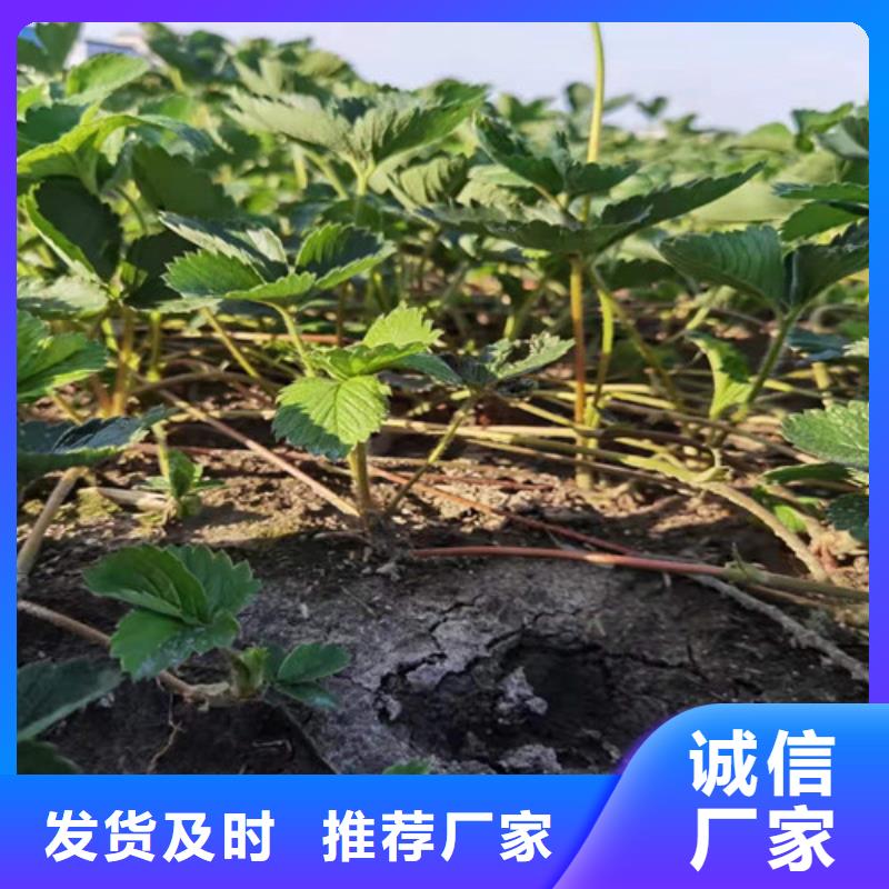 全明星草莓苗大品牌值得信赖