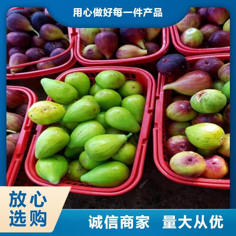 布兰瑞克无花果苗懂您所需