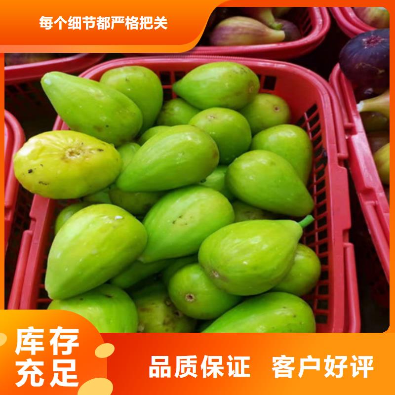 芭劳奈无花果苗一亩地种植利润产品细节参数