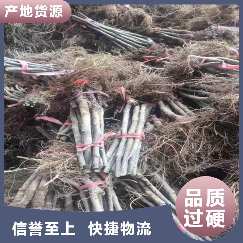 紫果无花果苗诚信经营现货现发