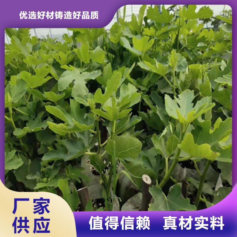 波姬红无花果树苗批发低价欢迎来厂考察