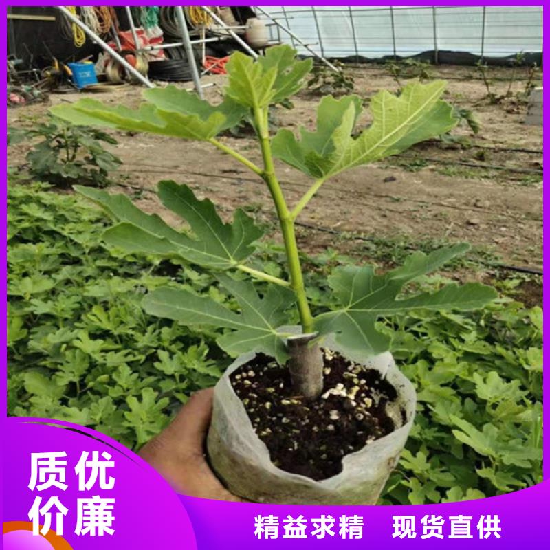波姬红无花果苗精选优质材料
