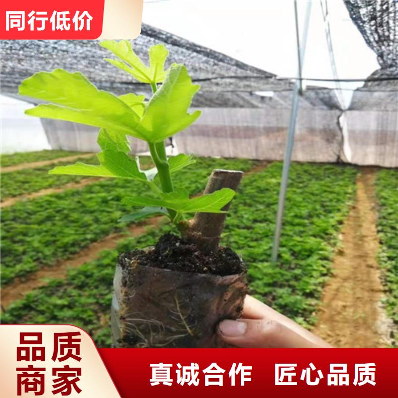 波姬红无花果树本地生产商