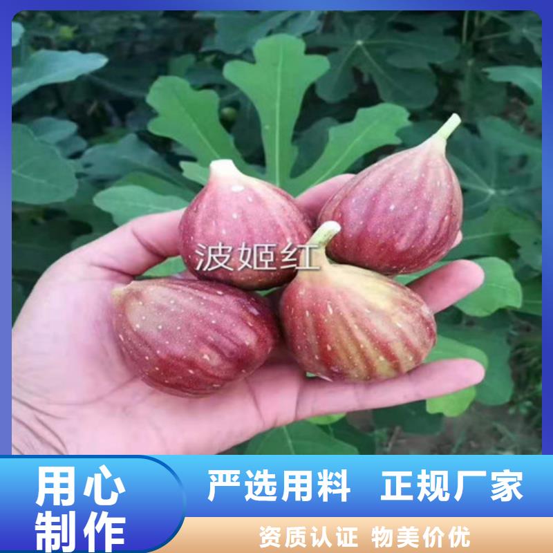 芭劳奈无花果品种大全每个细节都严格把关