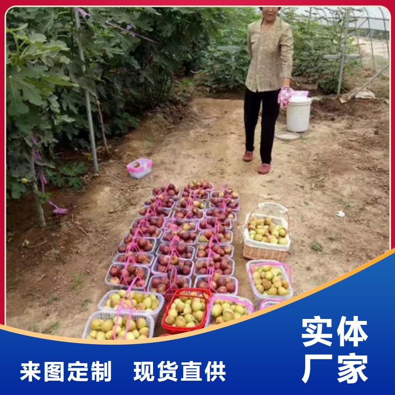 青皮无花果资讯海量库存